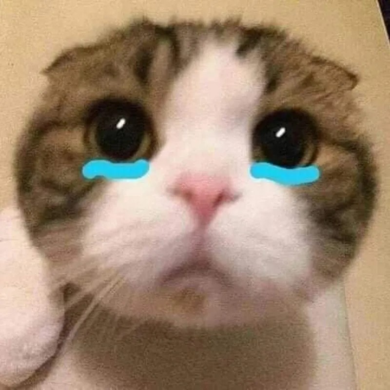 Ảnh meme mèo khóc nhè