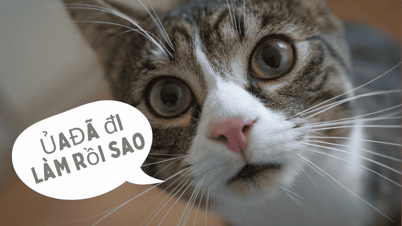Meme níu kéo Tết đáng yêu