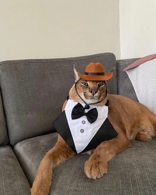 Từ James Bond đến meme TikTok, quý ông chưa bao giờ lỗi thời