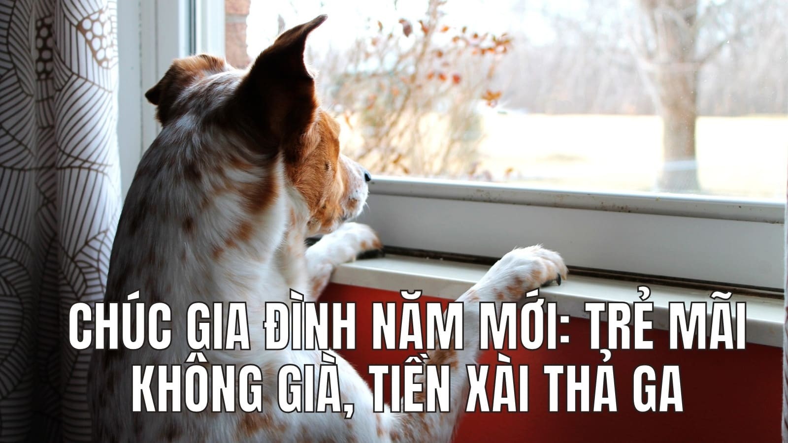 Meme Tết cho gia đình 4