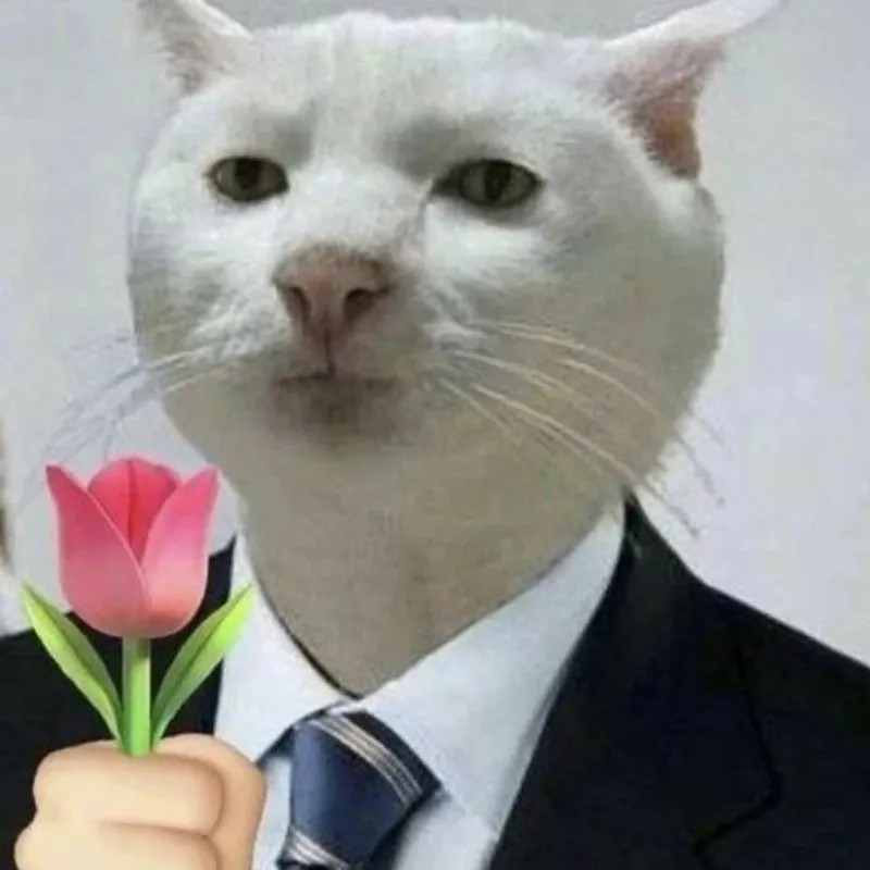 Ảnh mèo tặng hoa meme