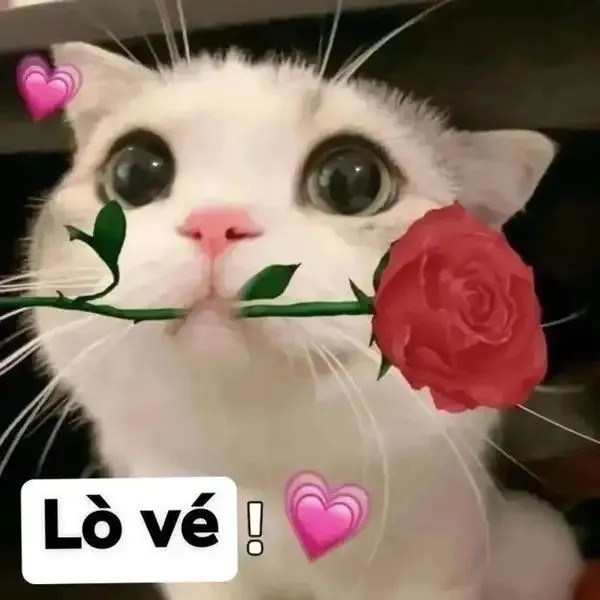 Meme tỏ tình hài hước với màn thổ lộ cực cute
