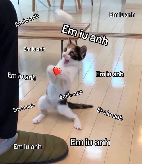 Ảnh vui mèo tỏ tình em yêu anh