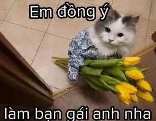 Meme mèo tặng hoa tỏ tình đáng yêu