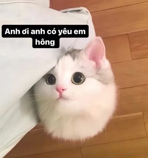 Meme tỏ tình hài hước với biểu cảm cực hồi hộp
