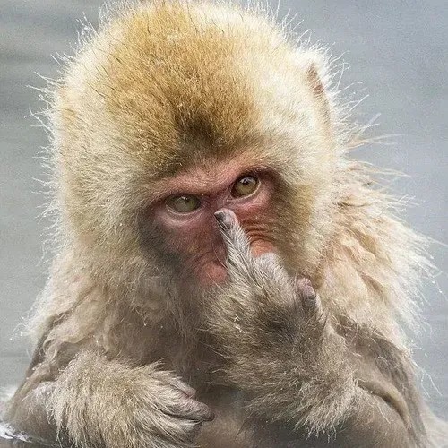 Ảnh troll khỉ nâng ngón tay thối tạo vibe hổ báo vui.