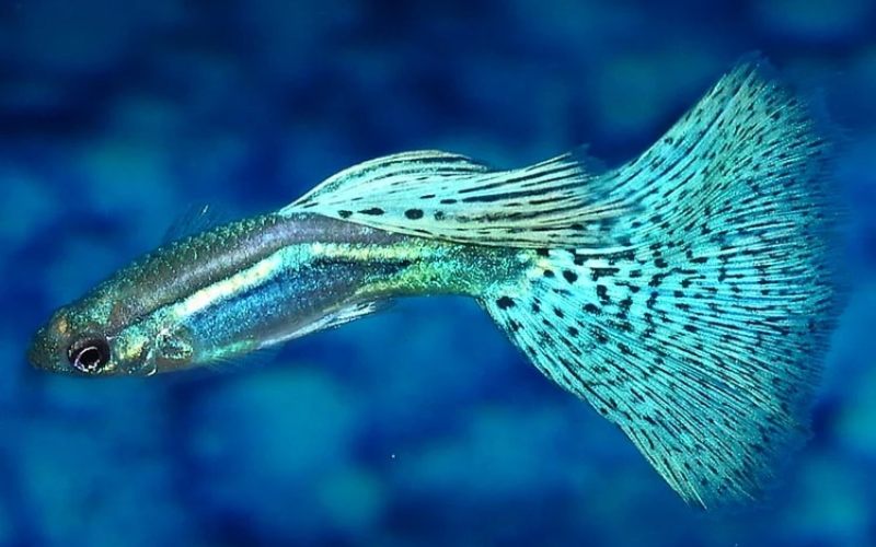 Cá bảy màu 12 triệu có gì đặc biệt và cách nuôi hiệu quả 2 cá bảy màu 12 triệu
