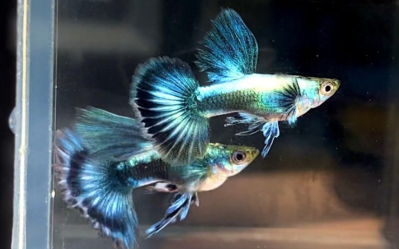 Cá bảy màu 12 triệu có gì đặc biệt và cách nuôi hiệu quả 3 cá bảy màu 12 triệu