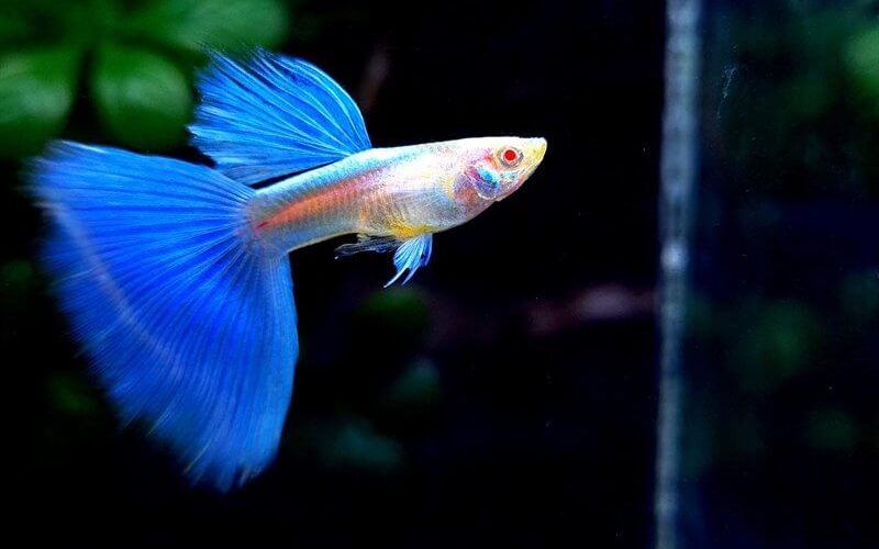 Cá bảy màu 12 triệu có gì đặc biệt và cách nuôi hiệu quả 4 cá bảy màu 12 triệu
