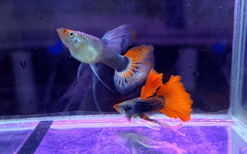 Cá bảy màu 12 triệu có gì đặc biệt và cách nuôi hiệu quả 1 cá bảy màu 12 triệu
