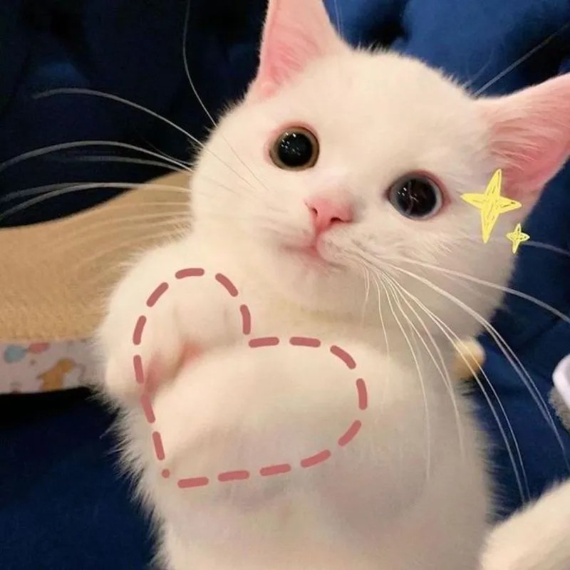 Cat meme
