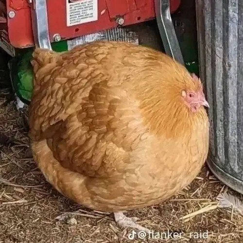 Meme gà ngơ ngác nhìn đời bất lực
