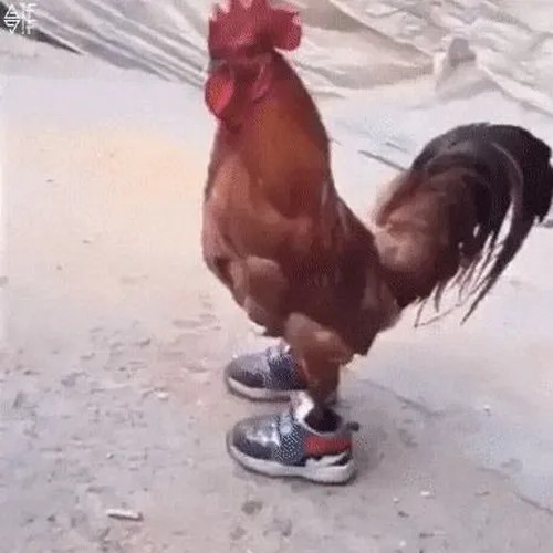 Ảnh vui gà đứng giữa sân nhìn vô định