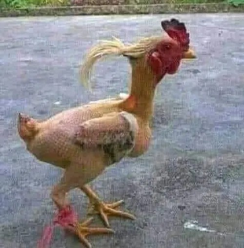 Meme gà troll khi bị hỏi câu khó