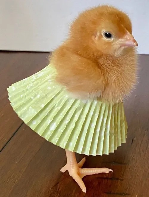 Meme gà gây bão mạng, xem mà muốn tag cả nhóm vô liền