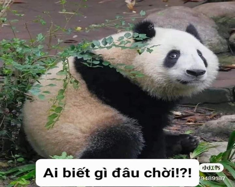Biểu cảm "ai biết đâu" của chú hải cẩu trong meme