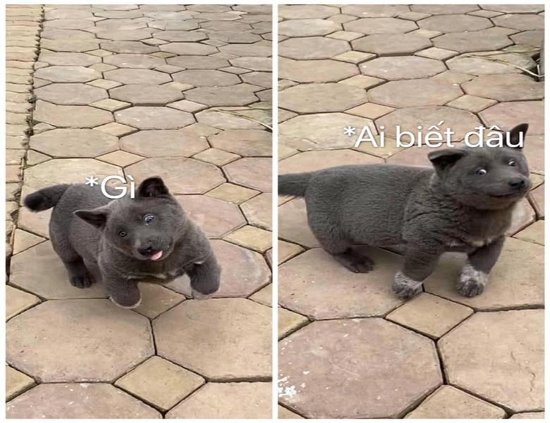 Chú hải cẩu "hả gì ai biết đâu" trong một phiên bản meme hài hước