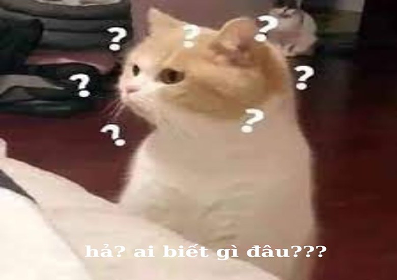 Biểu cảm ngơ ngác của chú hải cẩu khi đối diện với tình huống khó xử