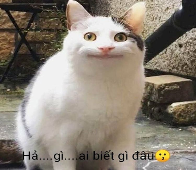 Biểu cảm "không hiểu gì sất" của chú hải cẩu trong meme