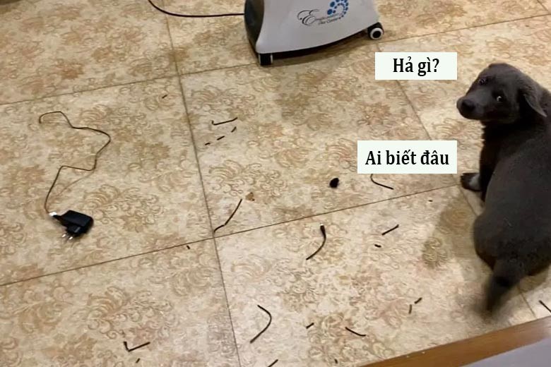 Hình ảnh chú hải cẩu "hả gì ai biết đâu" với đôi mắt mở to