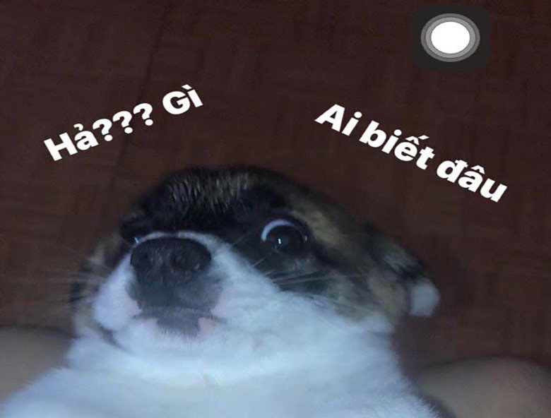 Chú hải cẩu "hả gì ai biết đâu" trong một tình huống khó xử