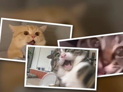 Khám phá thế giới meme mèo hoảng hốt: Biểu cảm 'cười ra nước mắt' cho mọi tình huống