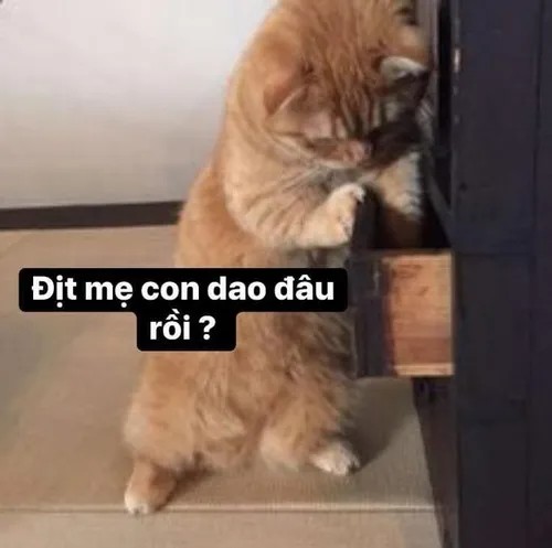 Hình troll coi chừng tao, ánh mắt “sát thương” cực gắt.