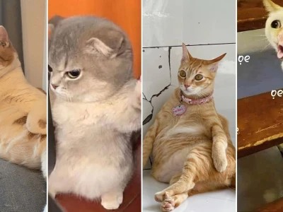 Meme ảnh mèo ngầu 2026: Kho ảnh độc đáo cho mọi tâm trạng