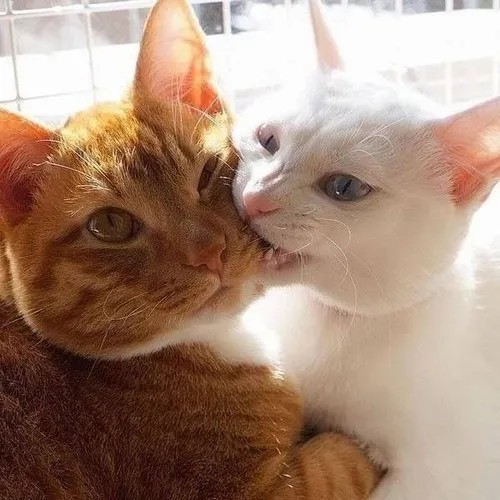 Meme chế mèo cắn vai bạn thân kiểu “tức quá mà thương”