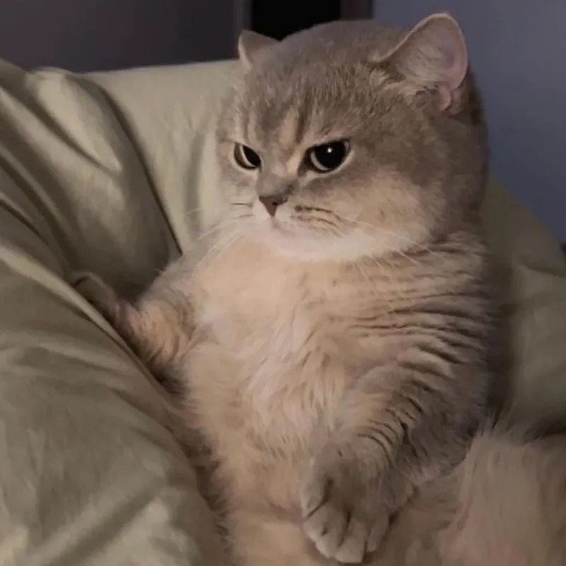 Meme cat