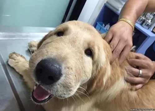 Chó bị ong đốt sưng môi, ánh mắt ngây ngô dễ thương