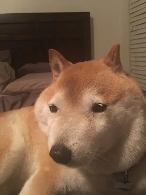 Chó Shiba bị ong đốt má sưng tròn, ánh mắt hoảng hốt