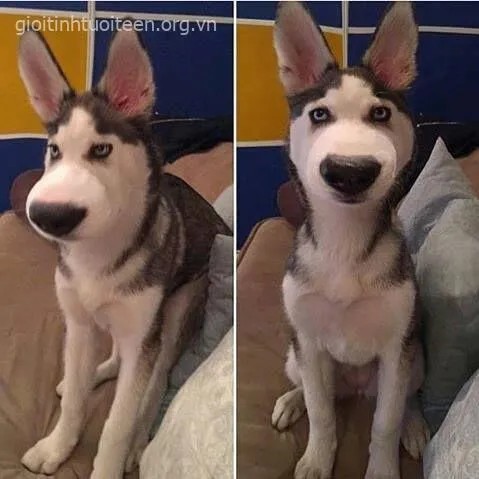 Biểu cảm chó Husky bị ong đốt khiến người xem bật cười
