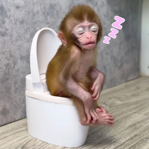 Meme hài khỉ cười ngố, dân mạng gọi “não nhỏ dễ thương”