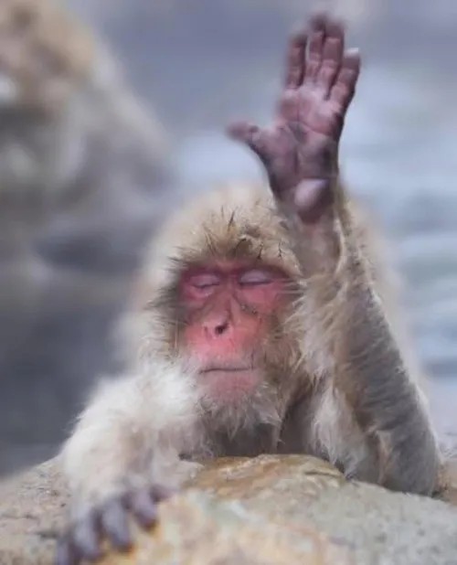 Meme khỉ: cười xỉu vì quá giống con người