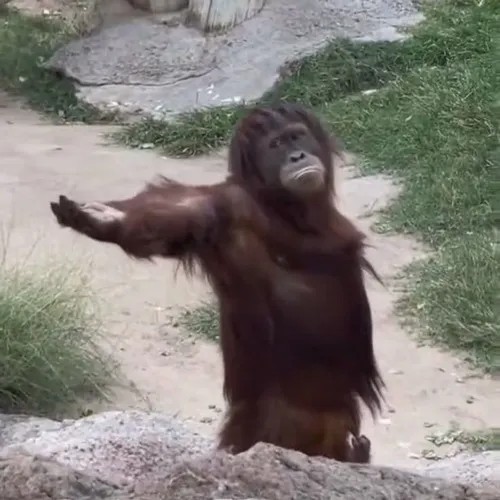 Meme khỉ nghe nhạc, chill vibe giữa cơn stress
