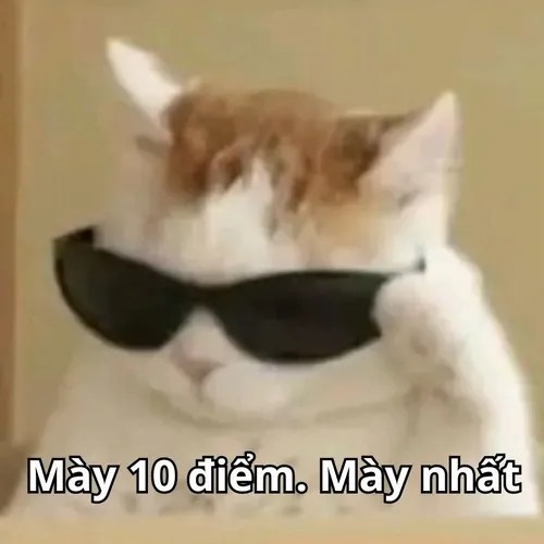 Meme mèo đỉnh cao dùng khi bạn trả lời câu khó như chuyện nhỏ.