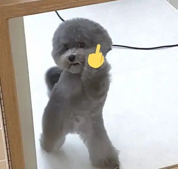 Khoảnh khắc chó dơ ngón giữa