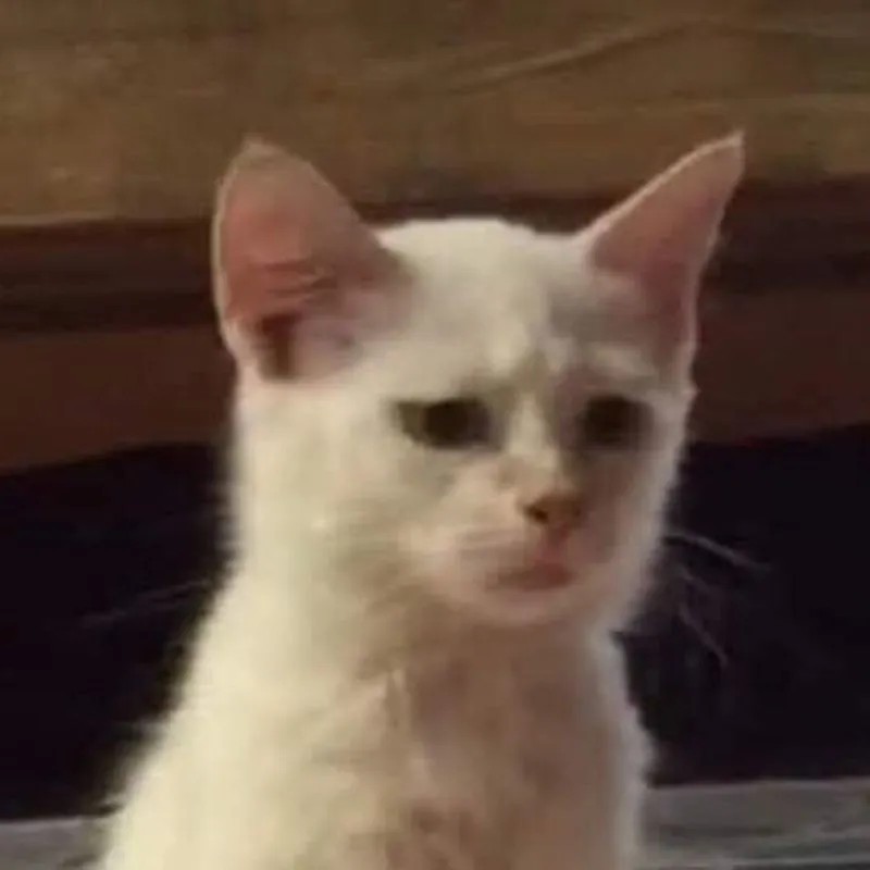 Meme giận dỗi cute