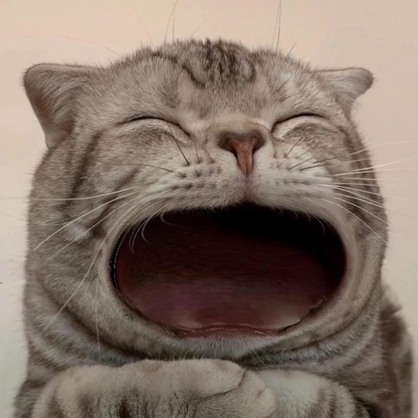 Biểu cảm bá đạo từ meme mèo há miệng đang gây sốt