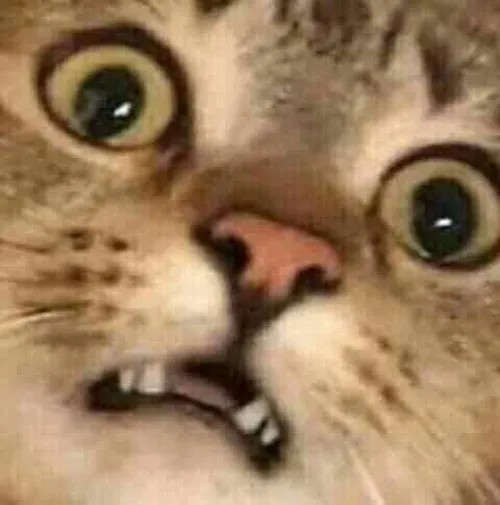 Meme mèo hoang mang tột độ kinh điển khi mọi chuyện vượt ngoài sức tưởng tượng