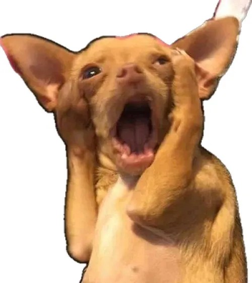 Top meme chú chó hoang mang viral nhất nói hộ cảm xúc “sốc nhẹ” của dân mạng