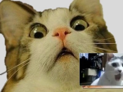 Meme mèo bất ngờ: Khi biểu cảm "vô tri" thống trị mạng xã hội