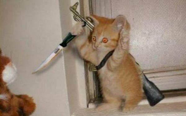 Biểu cảm mèo ta khi cầm dao không phải để làm cảnh