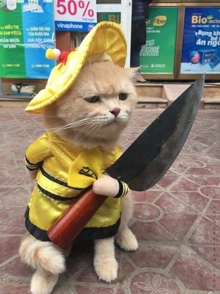 Mèo ta luôn có cách của mình