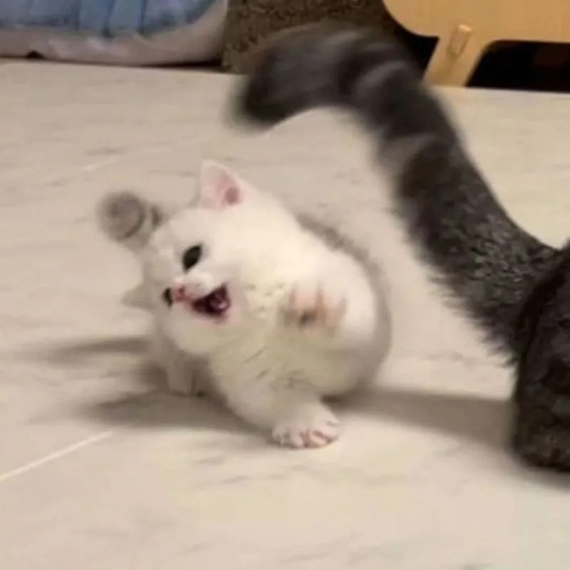 Meme mèo con cute