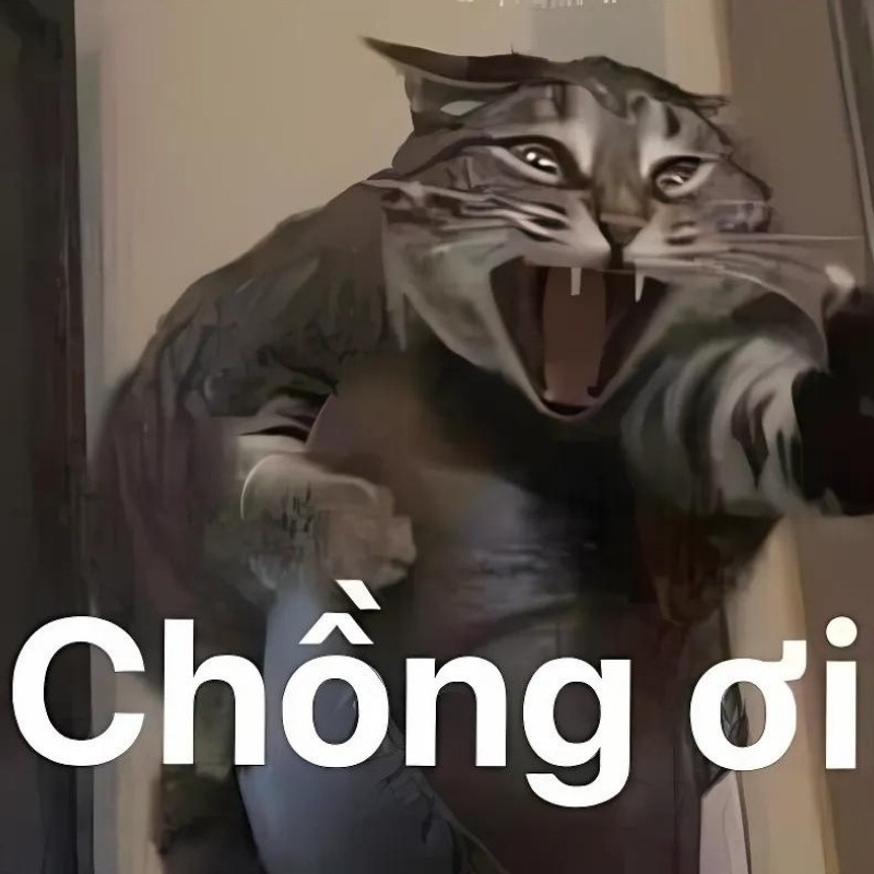 Ảnh Meme mèo cười bựa