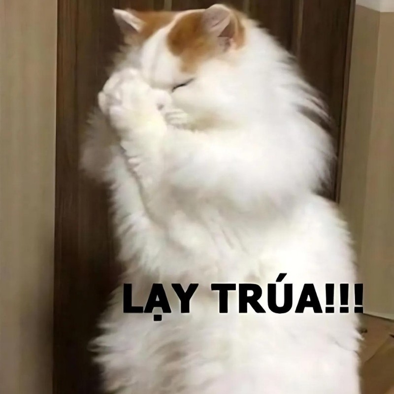 Ảnh Meme mèo cười che miệng