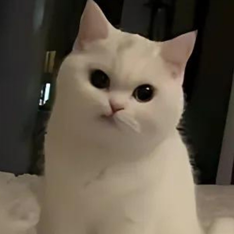Ảnh Meme mèo cười nhếch mép giả trân
