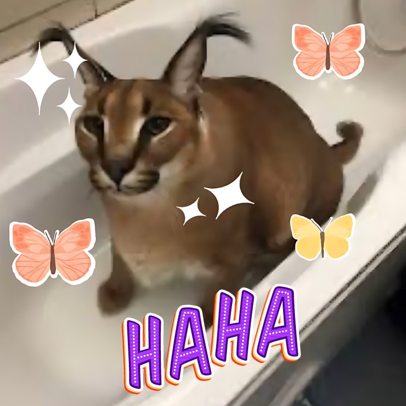 Ảnh Meme mèo cười haha